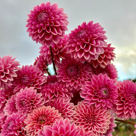 DAHLIA PINK SYLVIA