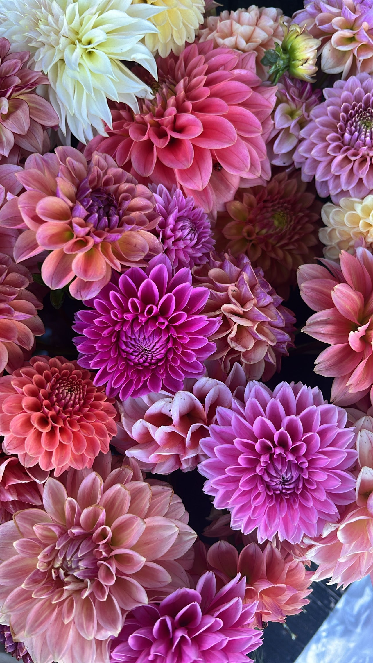 UNLABELED VARIETY DAHLIA TUBER