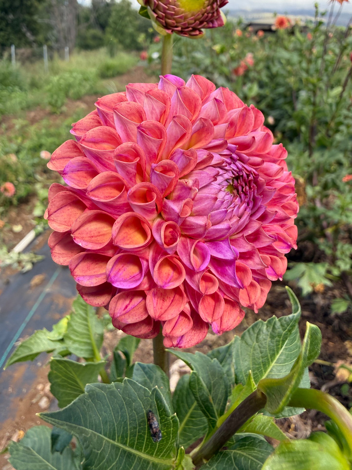 DAHLIA CAITLINS JOY