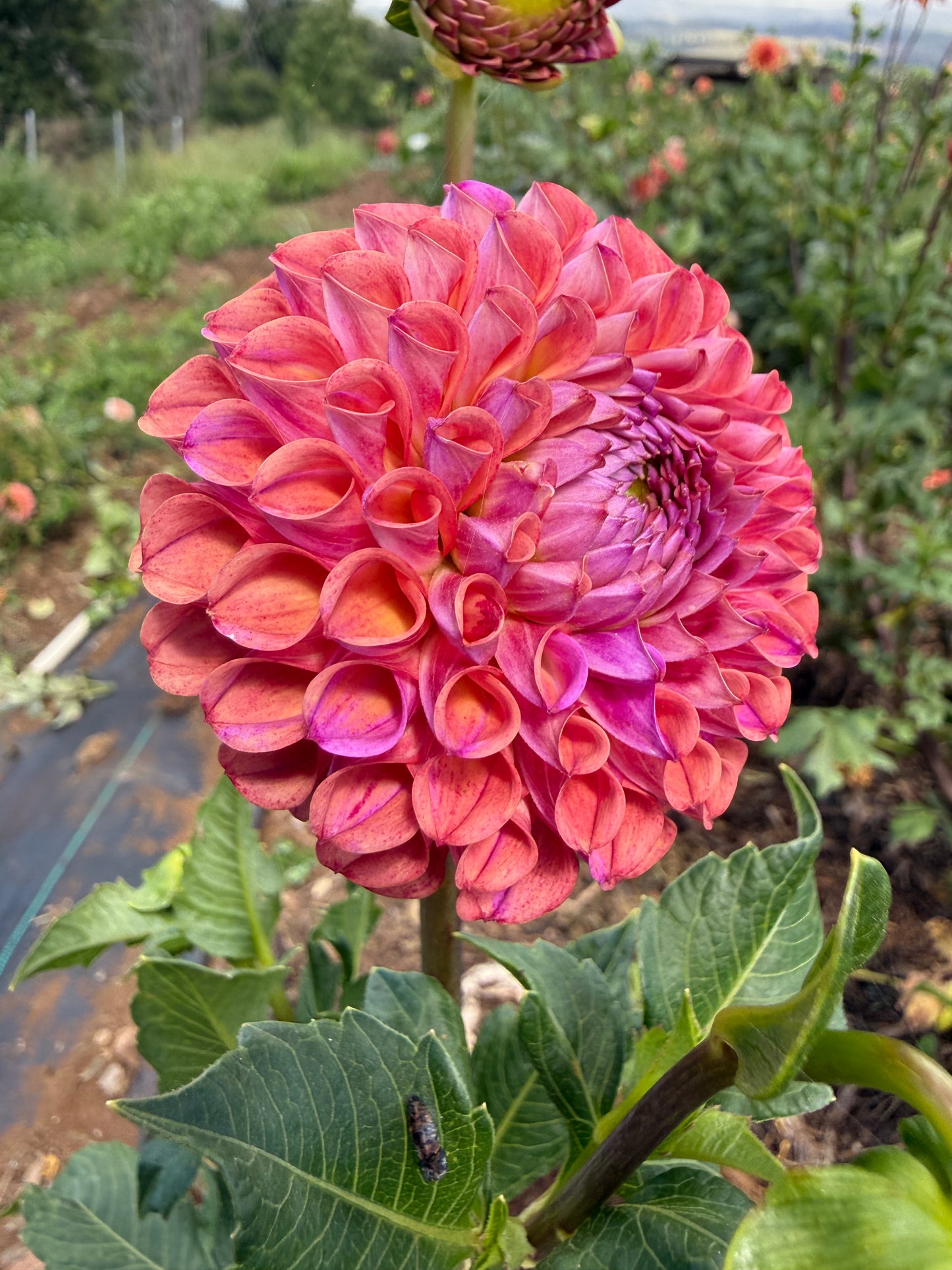 DAHLIA CAITLINS JOY