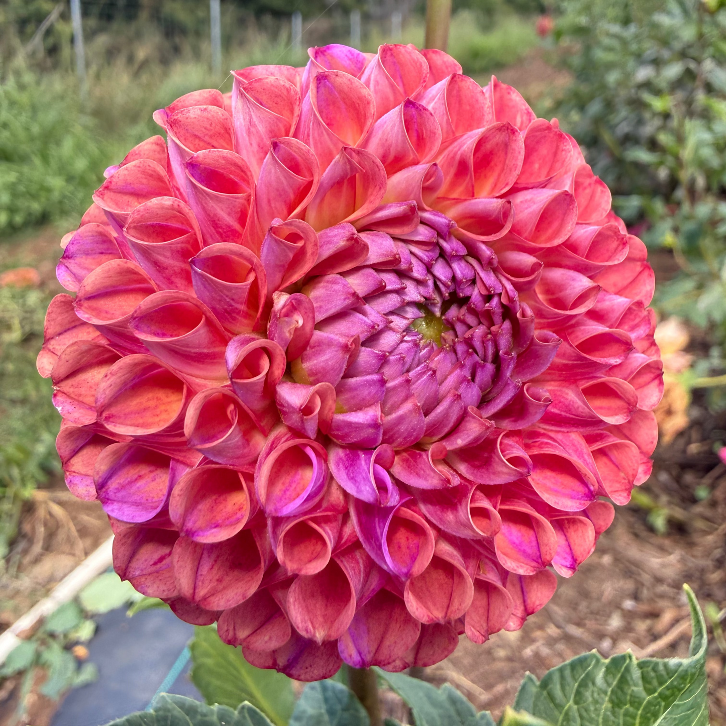 DAHLIA CAITLINS JOY