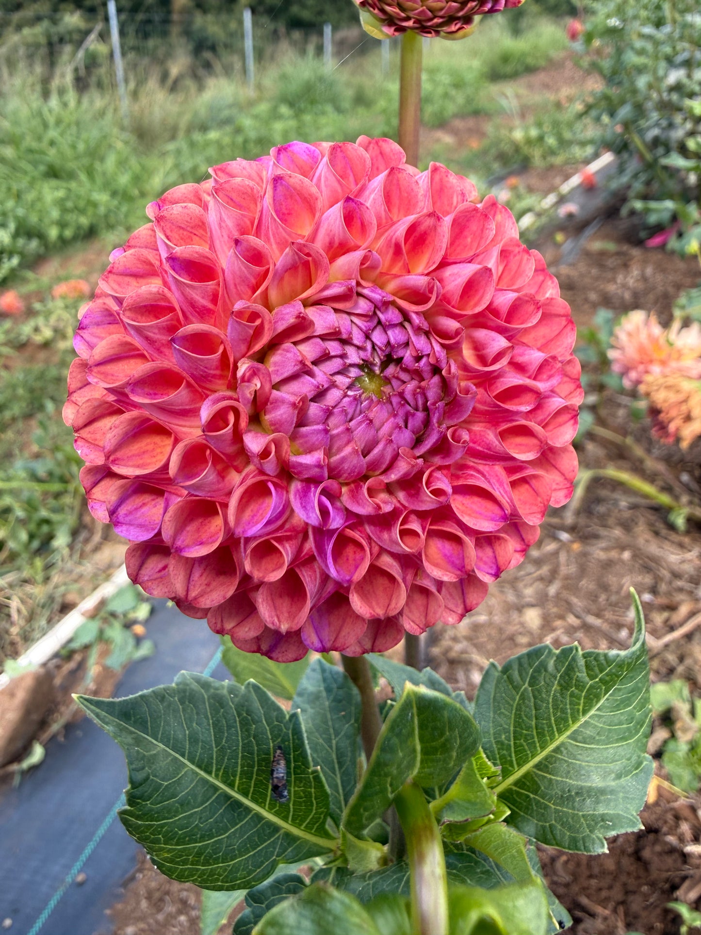 DAHLIA CAITLINS JOY