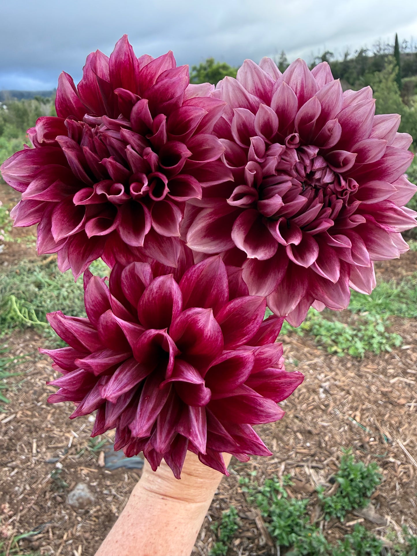 DAHLIA BLOOMQUIST YORK