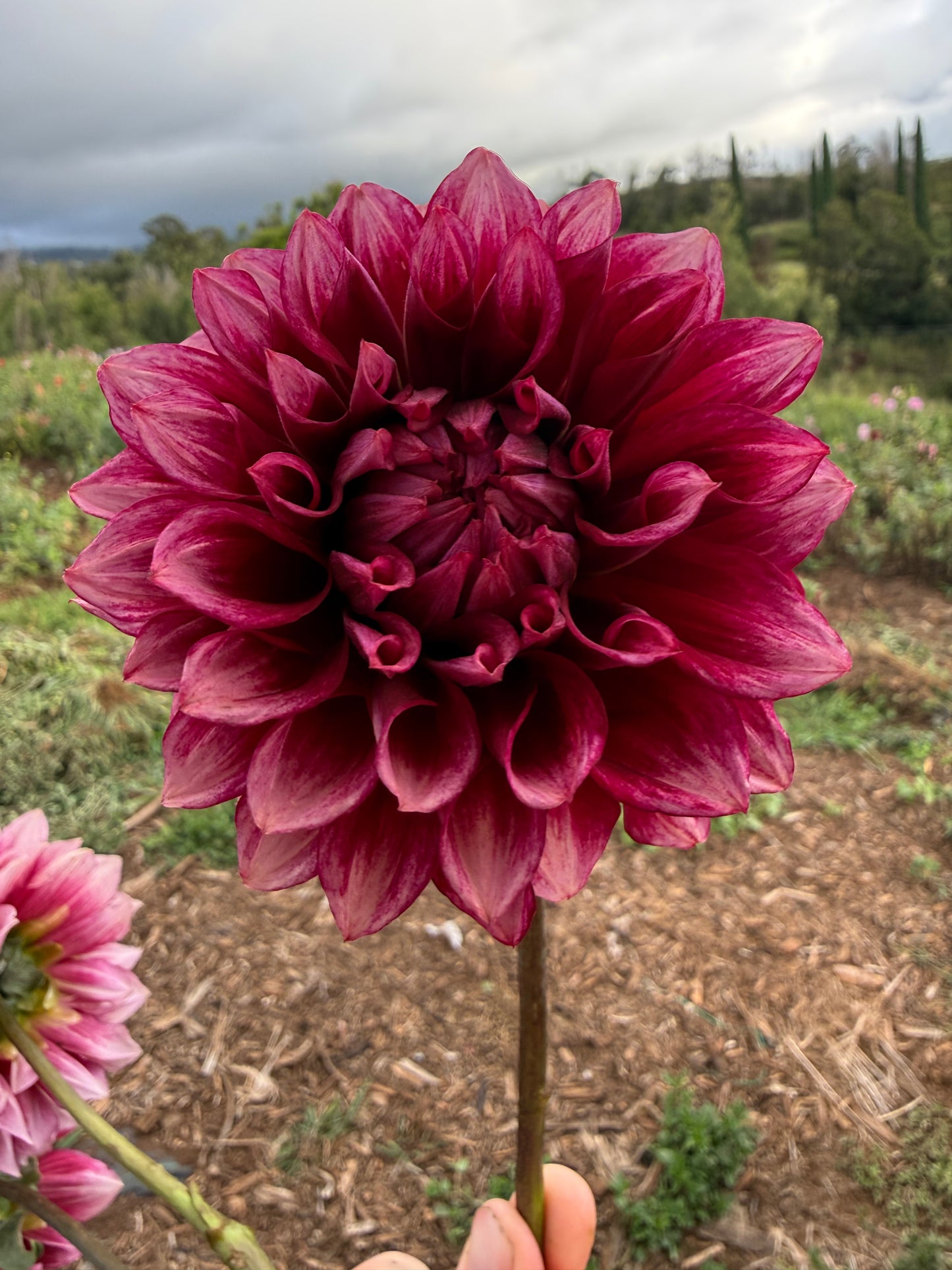 DAHLIA BLOOMQUIST YORK