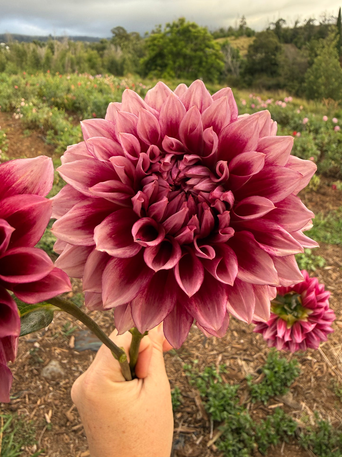 DAHLIA BLOOMQUIST YORK