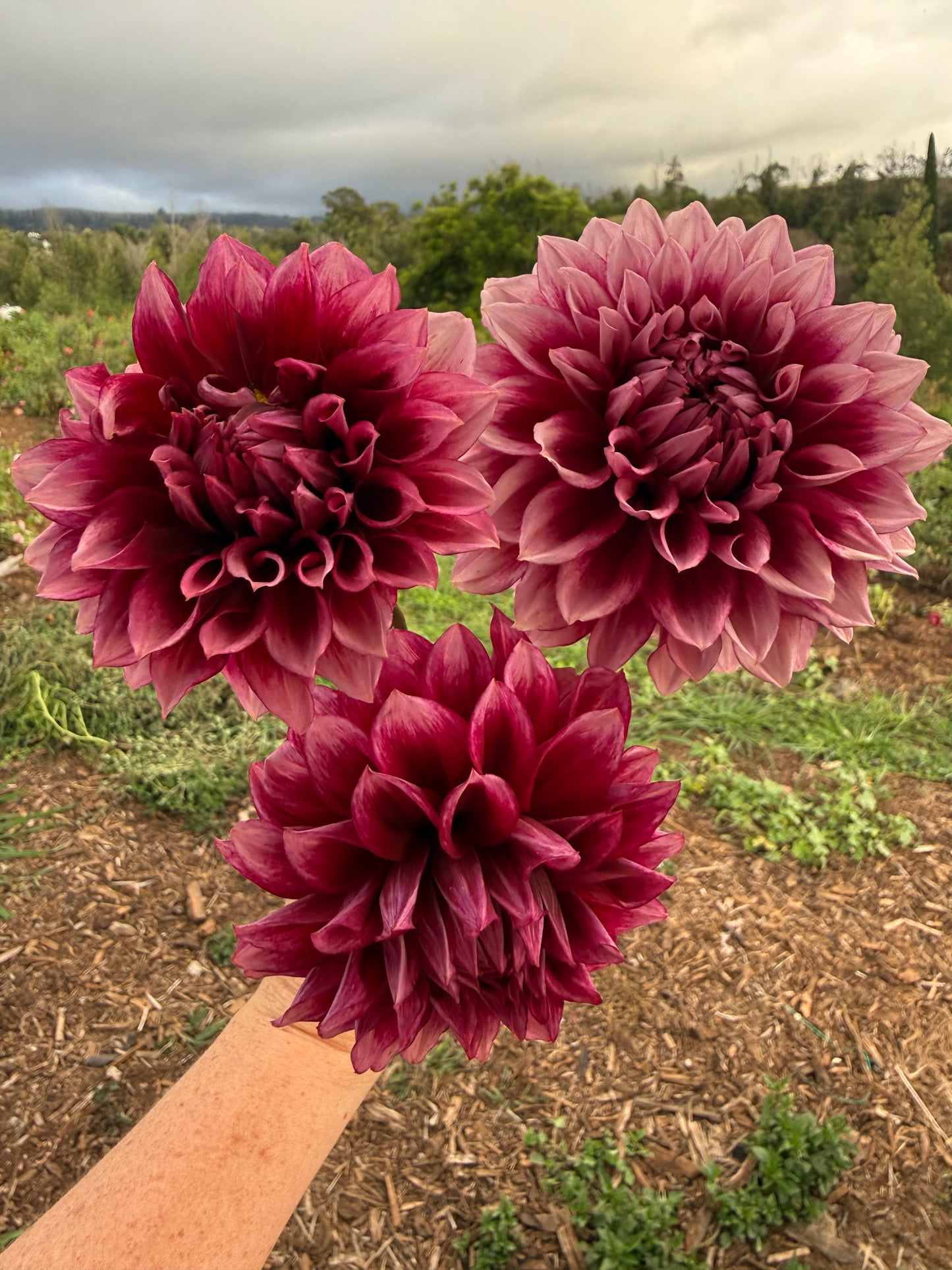 DAHLIA BLOOMQUIST YORK
