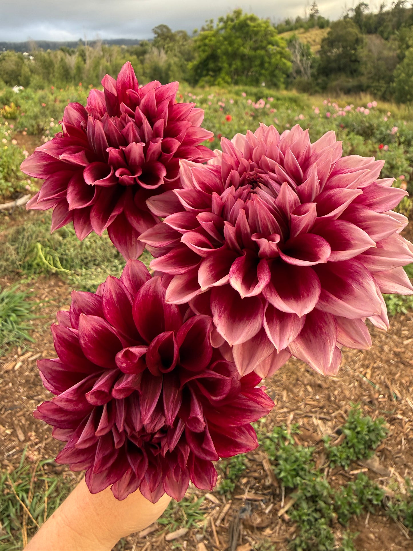 DAHLIA BLOOMQUIST YORK