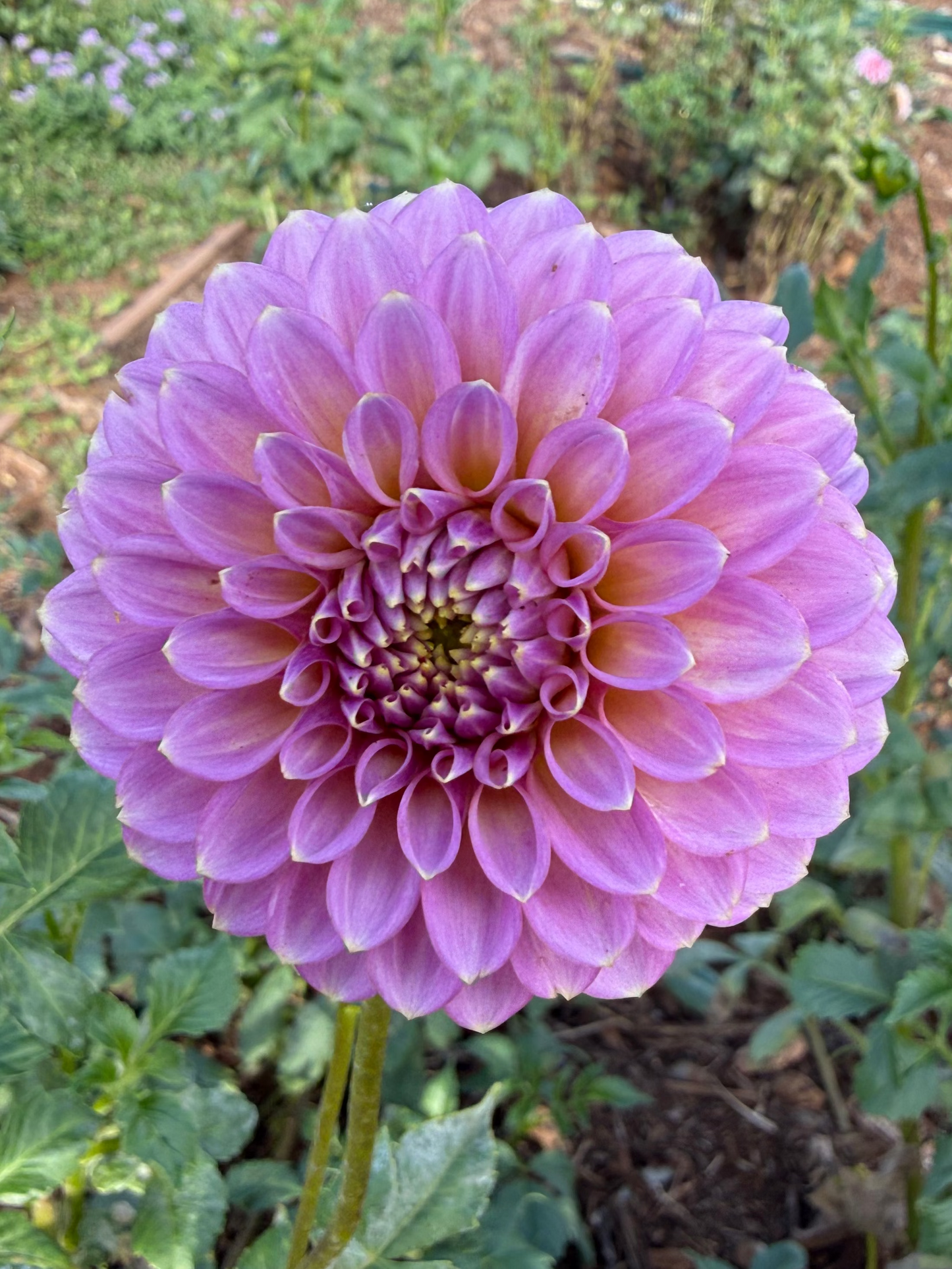 DAHLIA SKIPLEY SPOT OF GOLD
