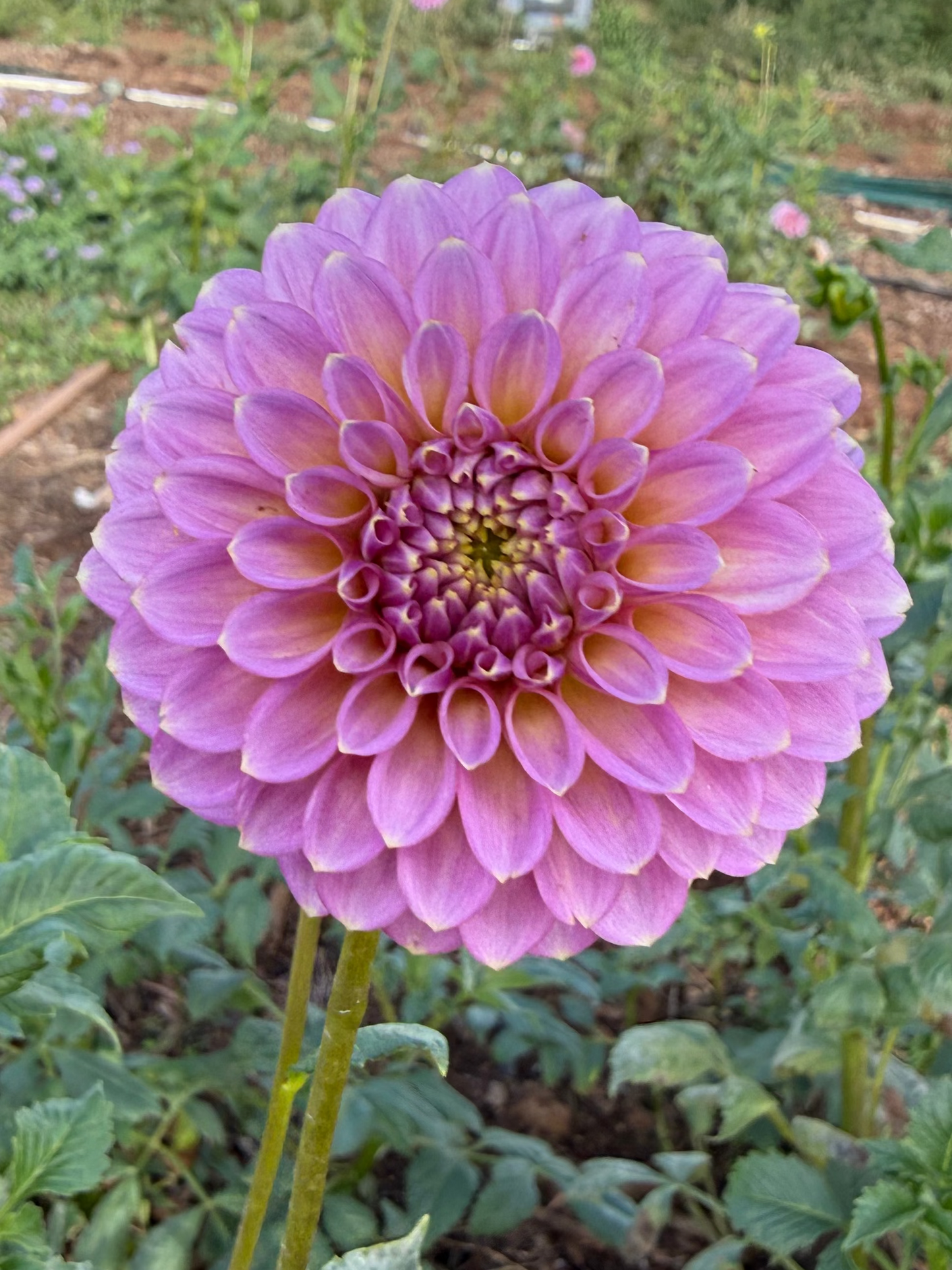DAHLIA SKIPLEY SPOT OF GOLD