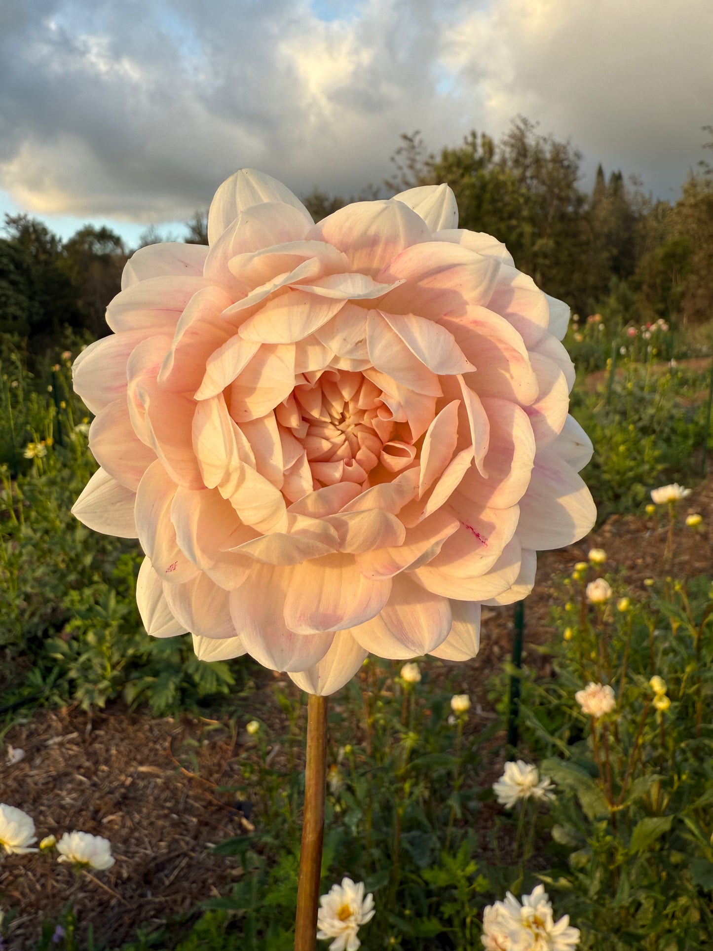 DAHLIA KELGAI ANN