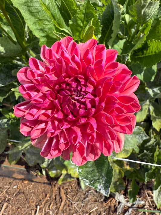 DAHLIA BQ CURT