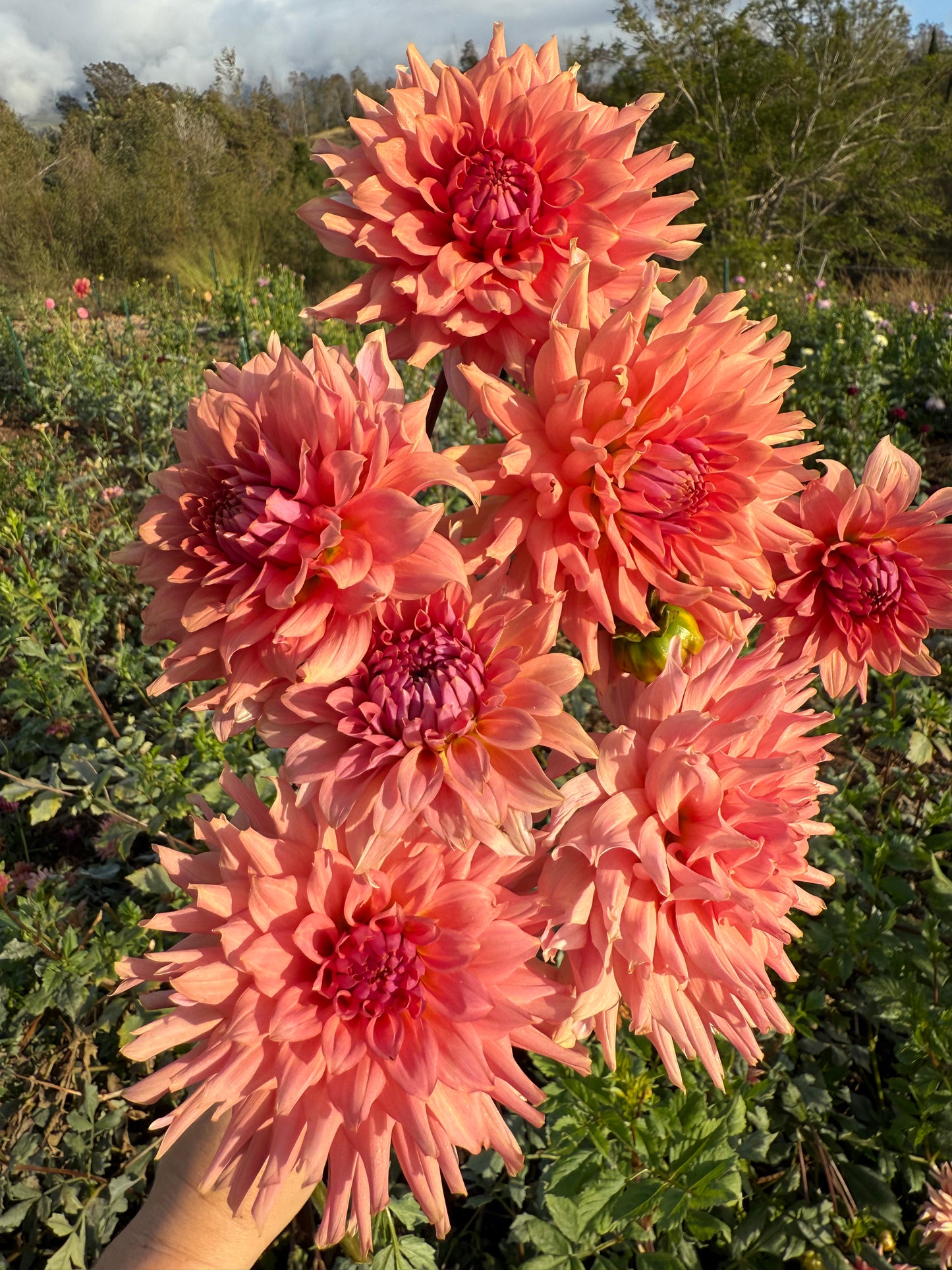 DAHLIA TERRACOTTA
