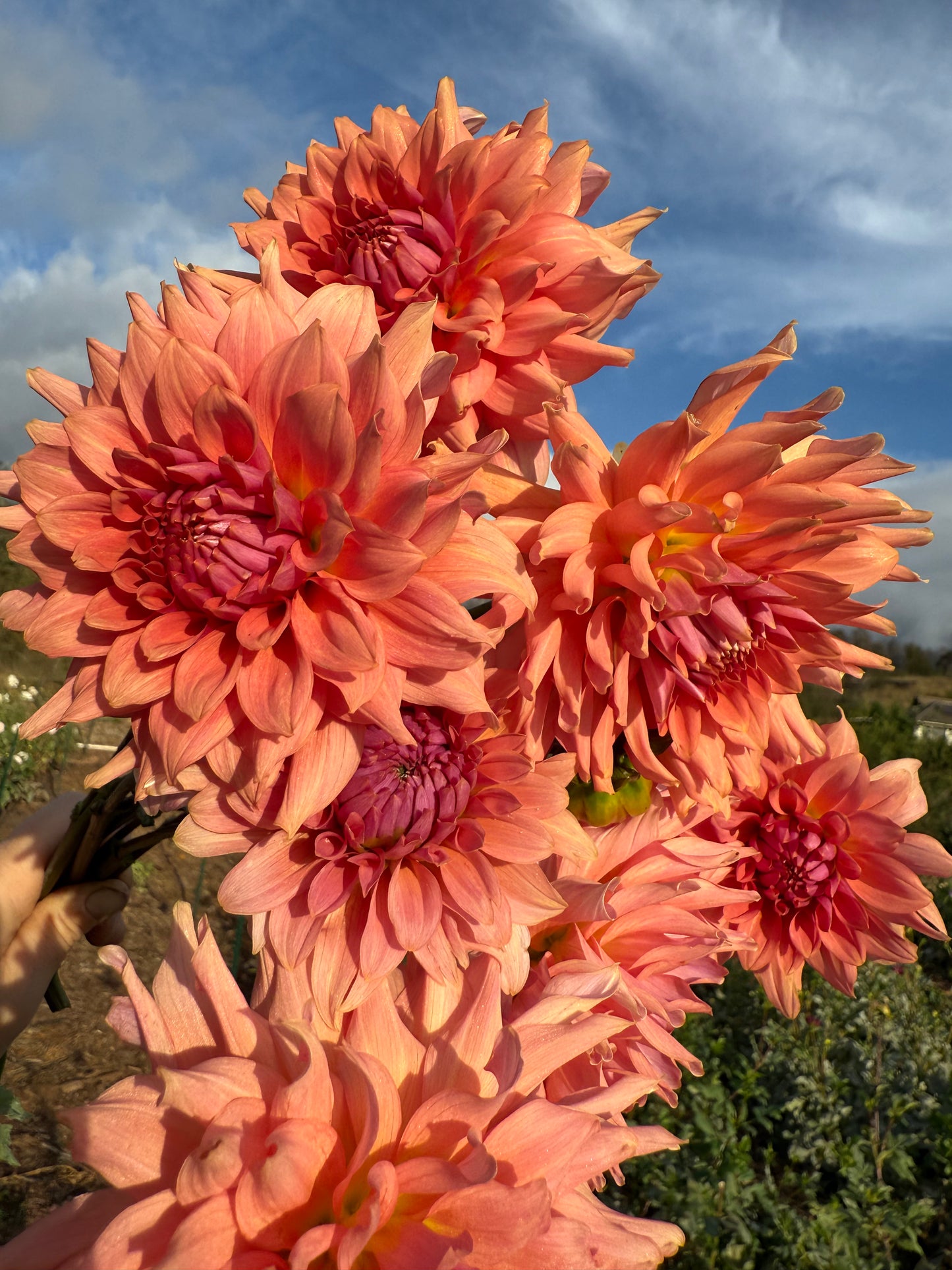 DAHLIA TERRACOTTA