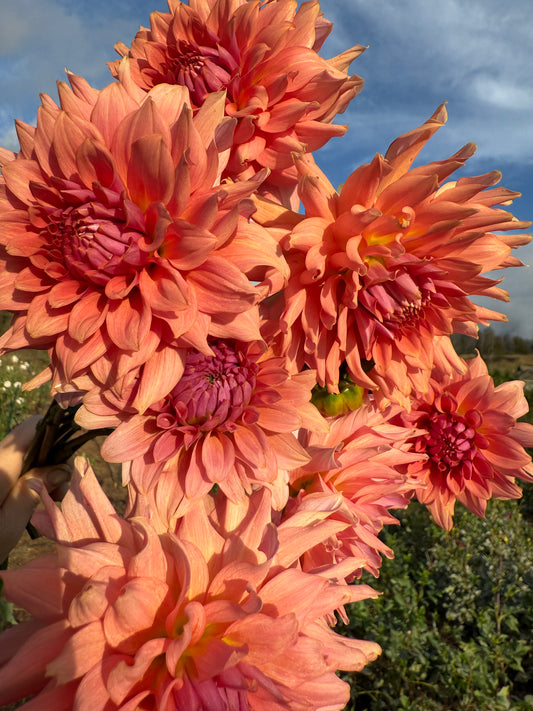 DAHLIA TERRACOTTA