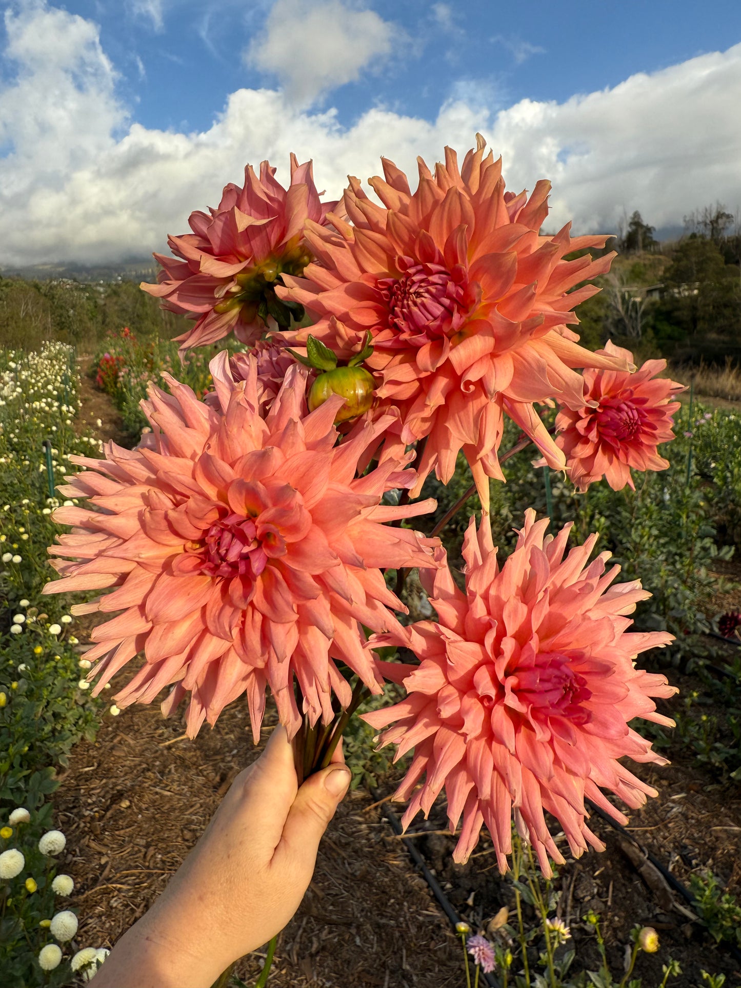 DAHLIA TERRACOTTA