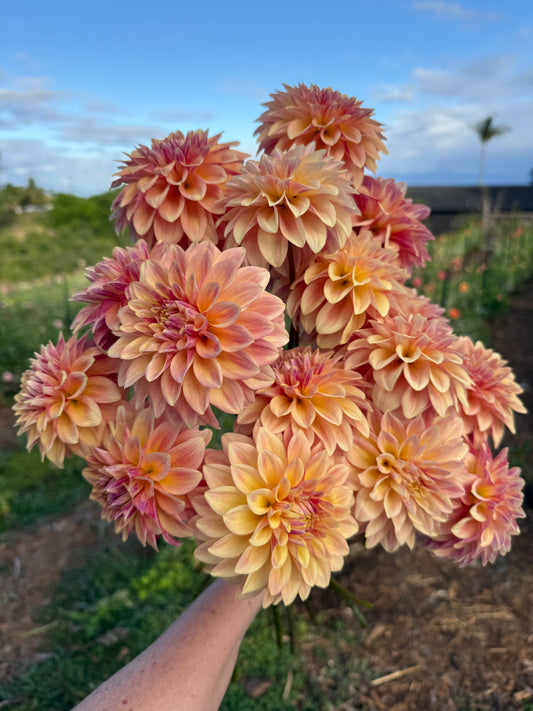 DAHLIA MISS AMARA