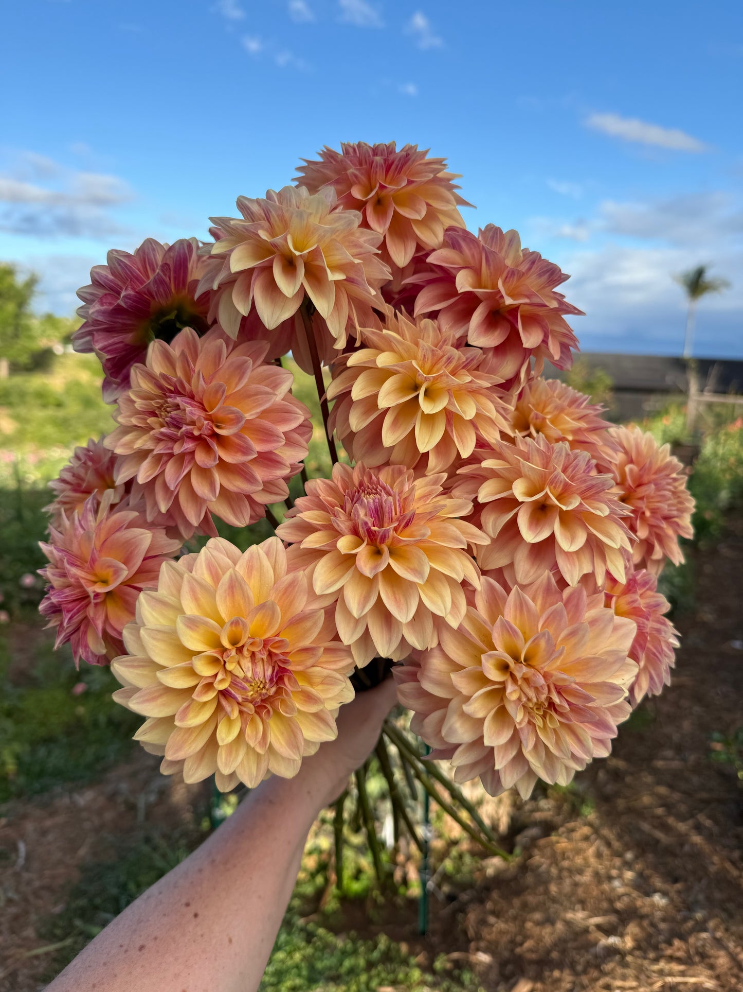 DAHLIA MISS AMARA