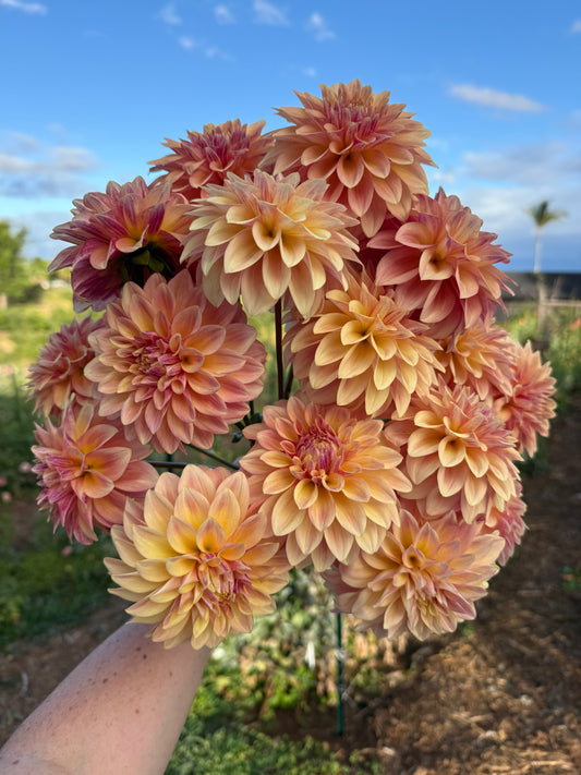 DAHLIA MISS AMARA
