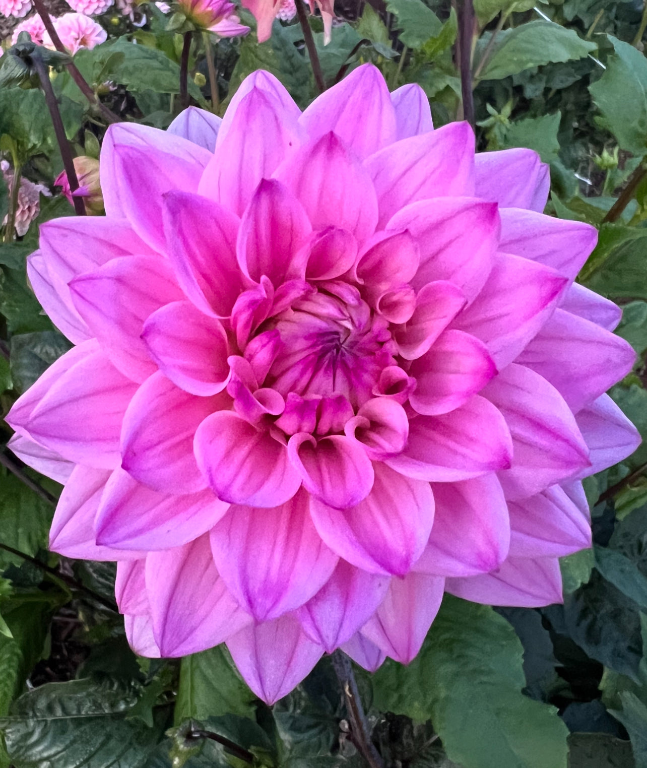 DAHLIA KARMA PROSPERO