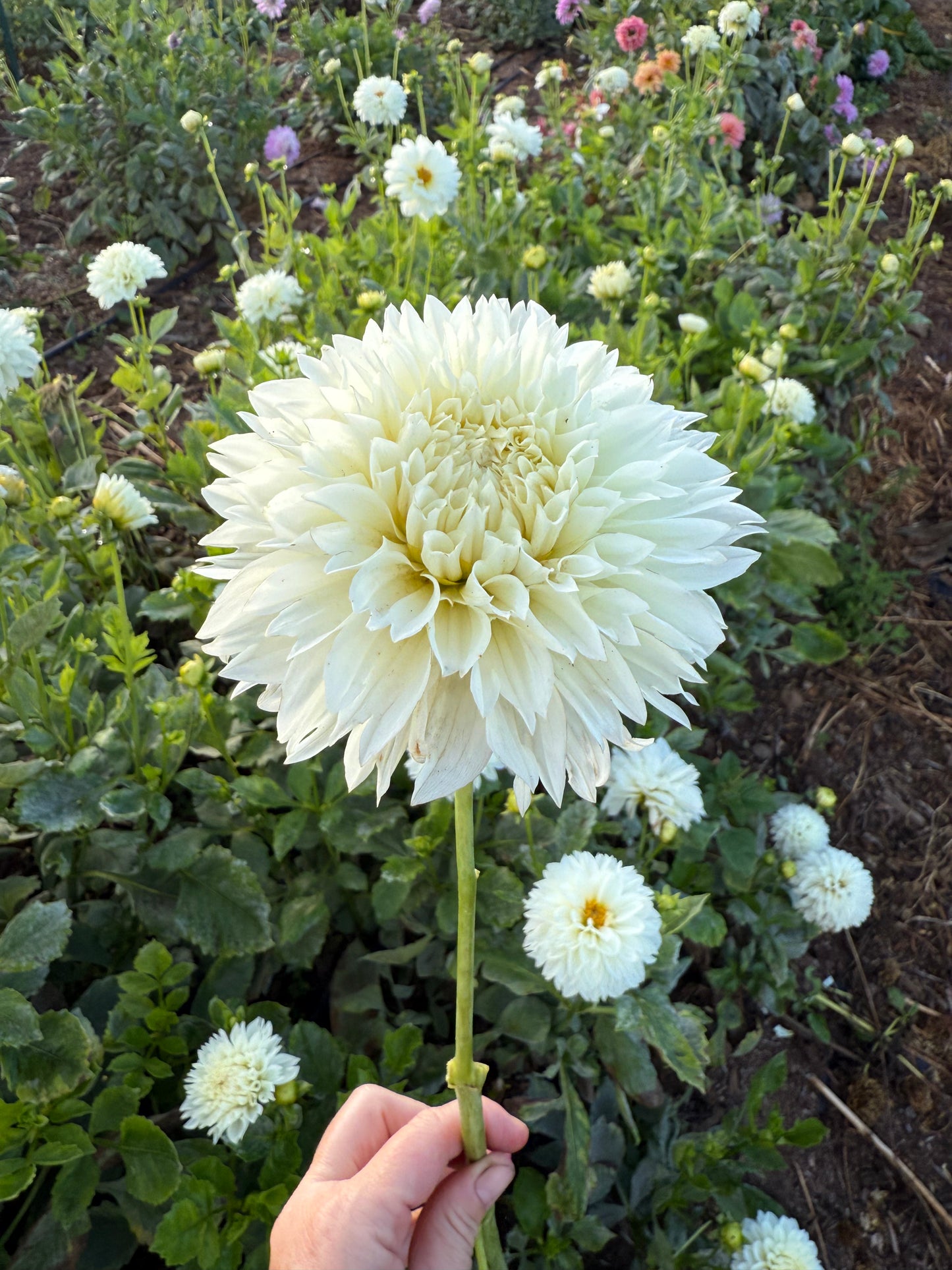 DAHLIA GITTS ATTENTION