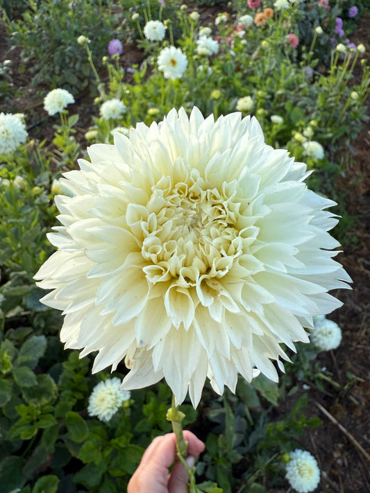 DAHLIA GITTS ATTENTION
