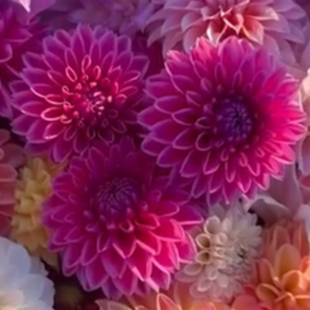 DAHLIA PINK SYLVIA