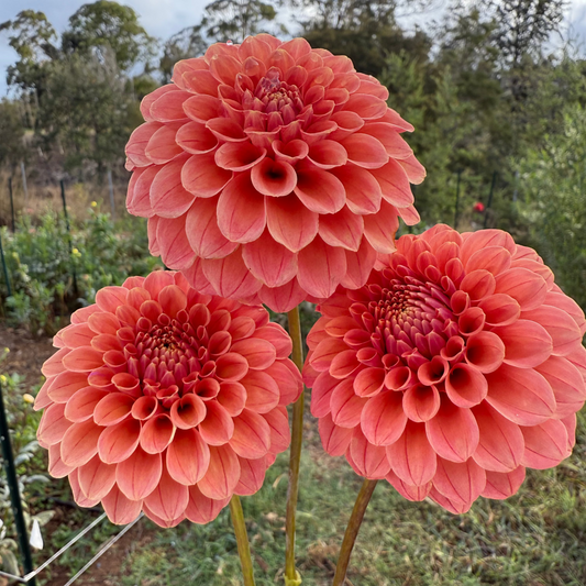 DAHLIA ROSE TOSCANO
