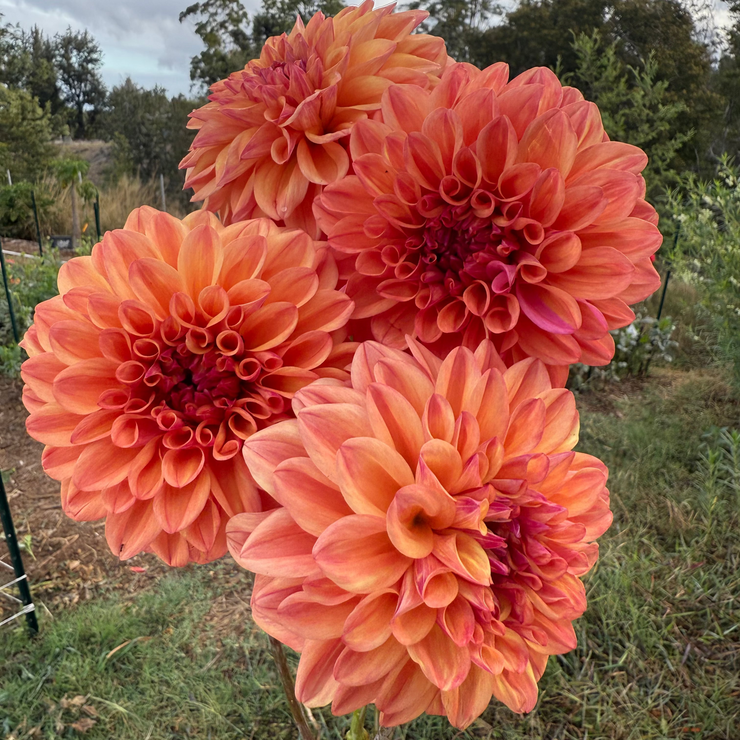 DAHLIA FERNCLIFF COPPER