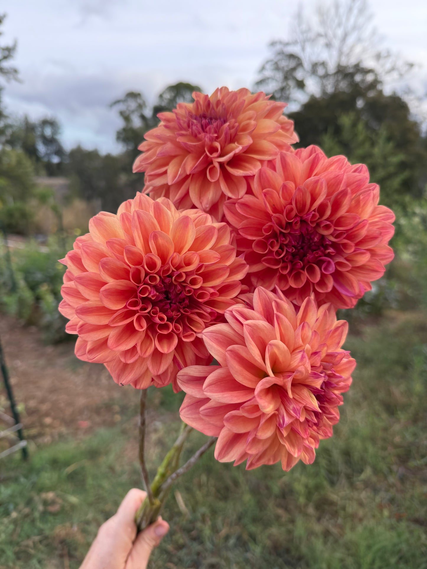 DAHLIA FERNCLIFF COPPER