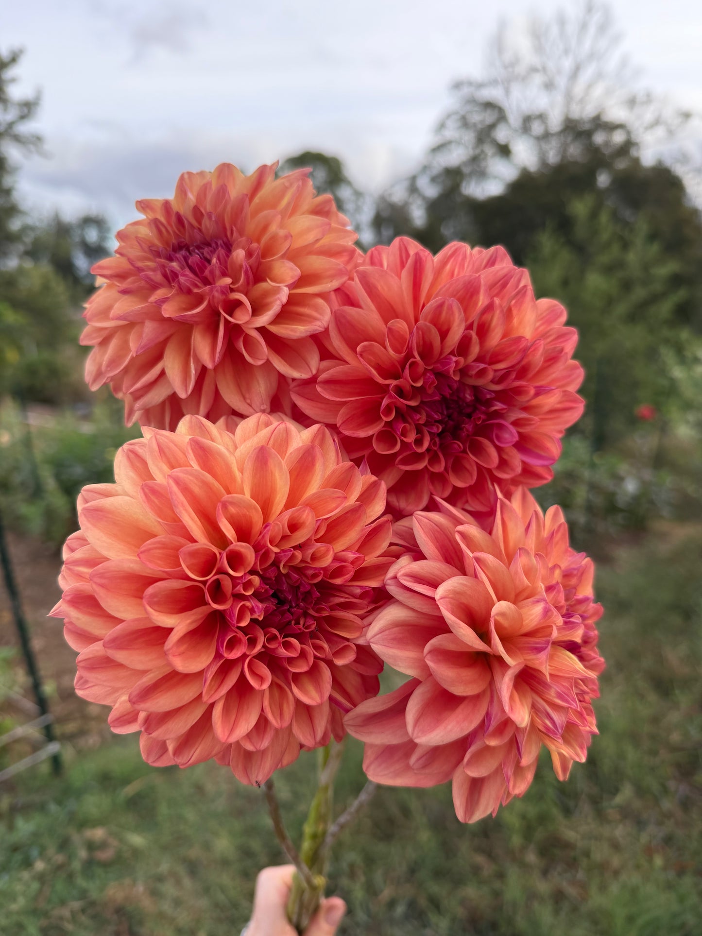 DAHLIA FERNCLIFF COPPER