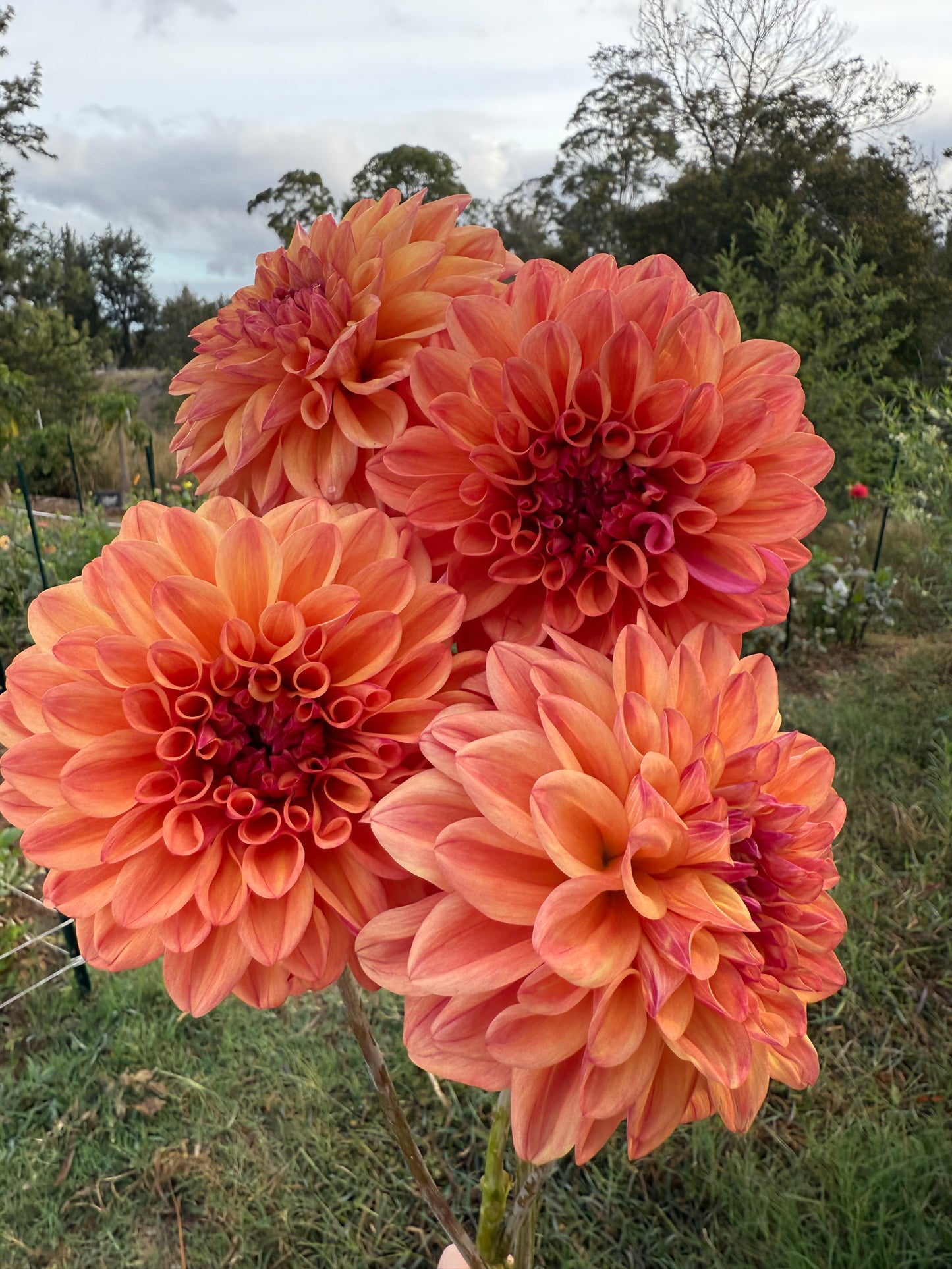 DAHLIA FERNCLIFF COPPER
