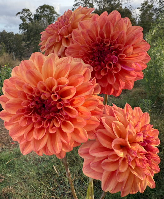 DAHLIA FERNCLIFF COPPER