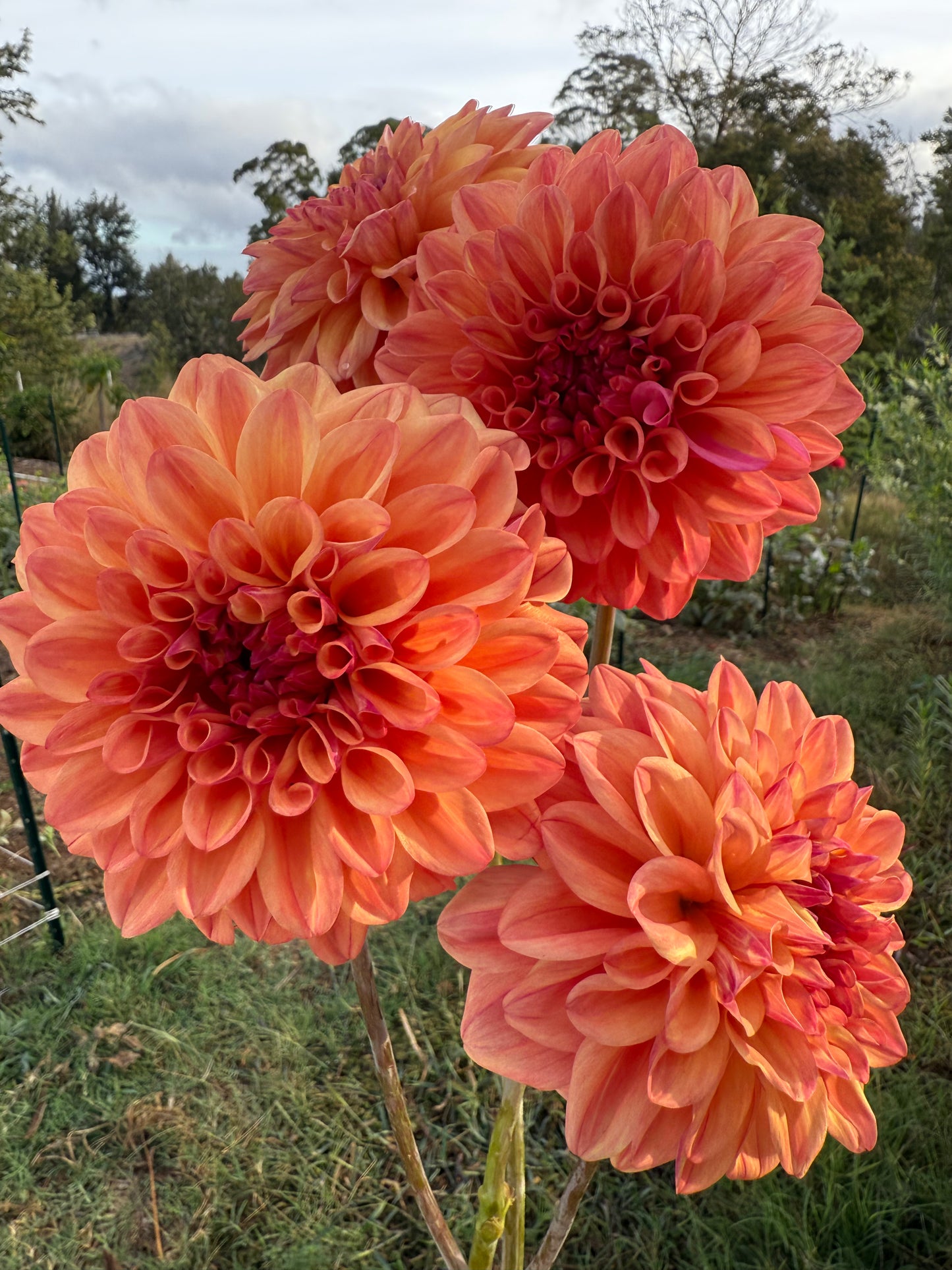 DAHLIA FERNCLIFF COPPER
