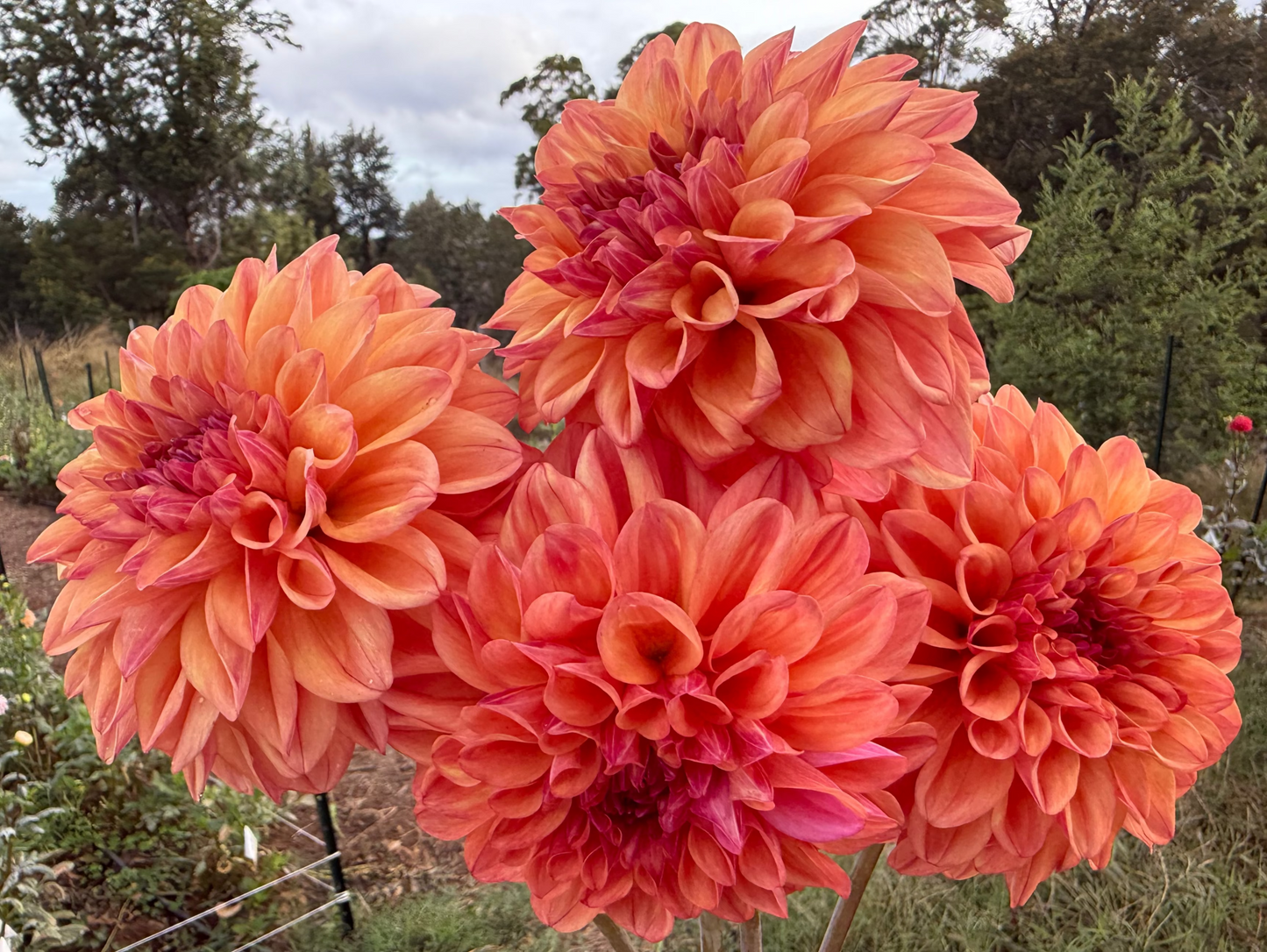 DAHLIA FERNCLIFF COPPER