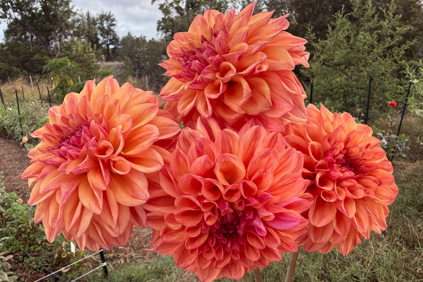 DAHLIA FERNCLIFF COPPER