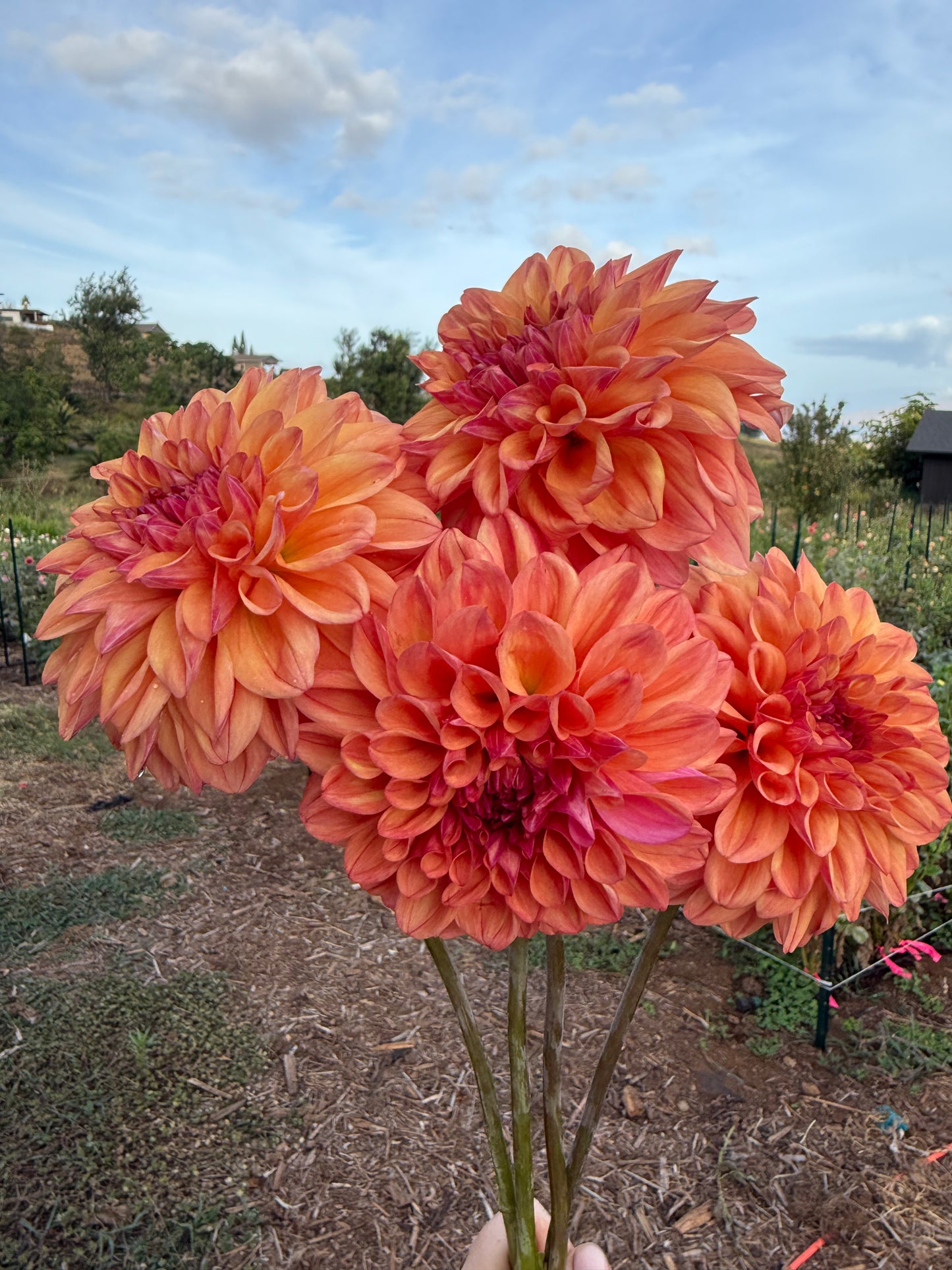 DAHLIA FERNCLIFF COPPER