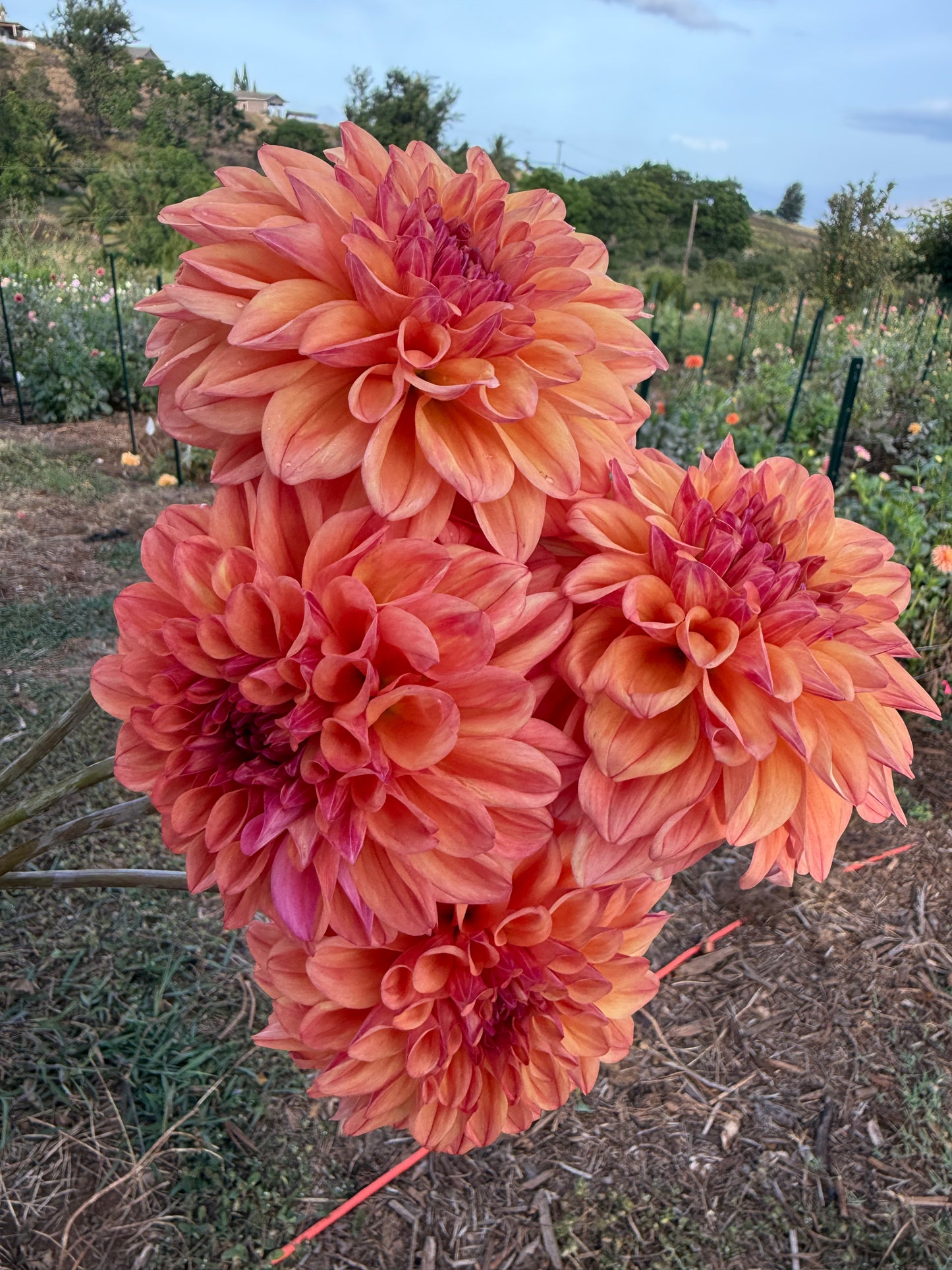 DAHLIA FERNCLIFF COPPER