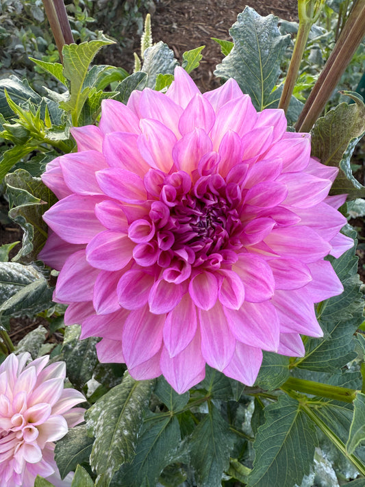 DAHLIA KDF KULA ROSEWATER