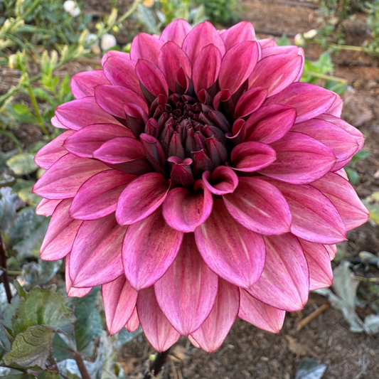 DAHLIA NIGHT SILENCE