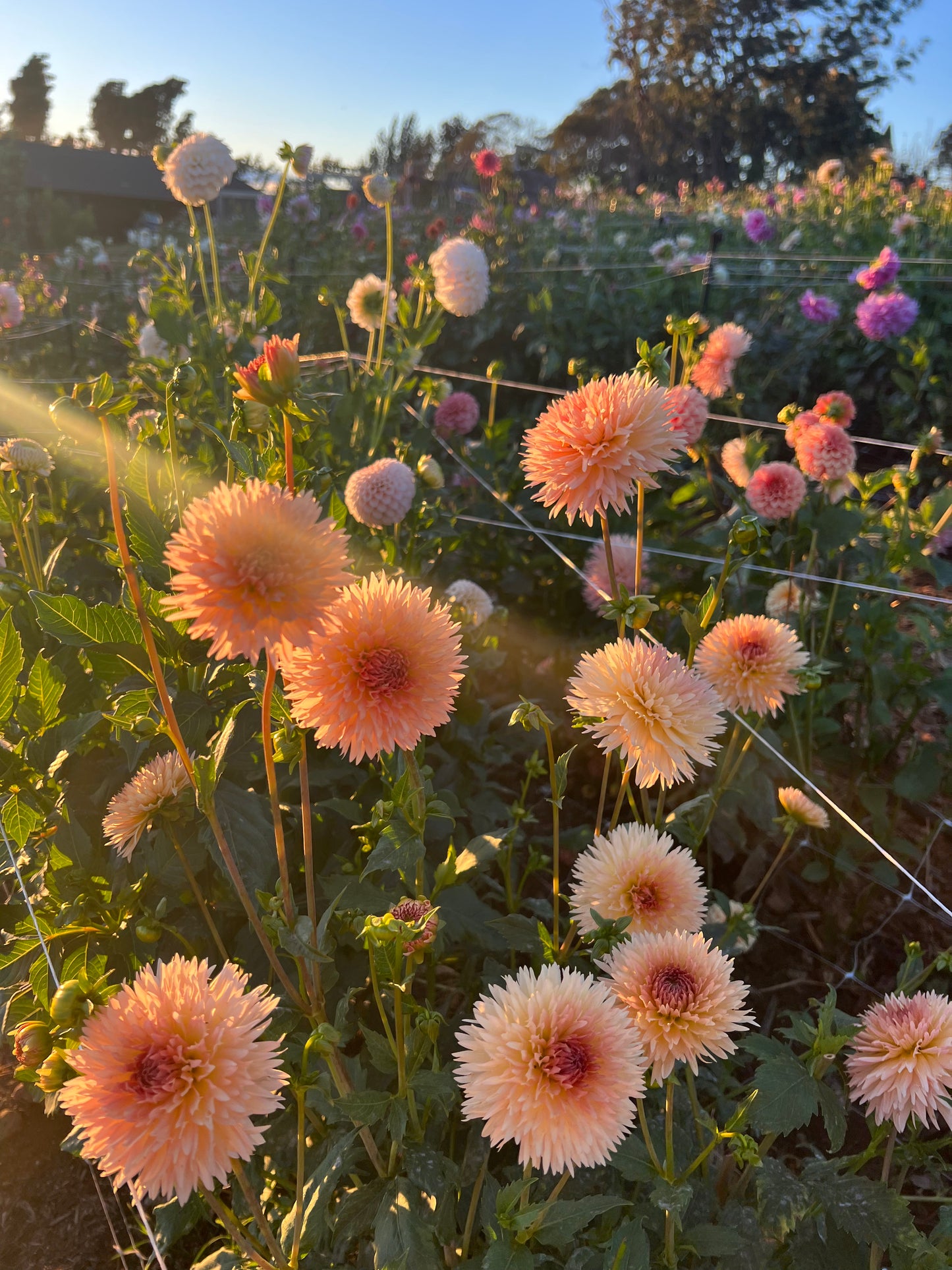 DAHLIA LAKEVIEW PEACHFUZZ