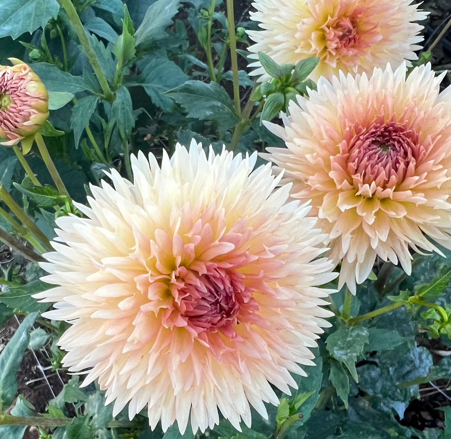 DAHLIA LAKEVIEW PEACHFUZZ