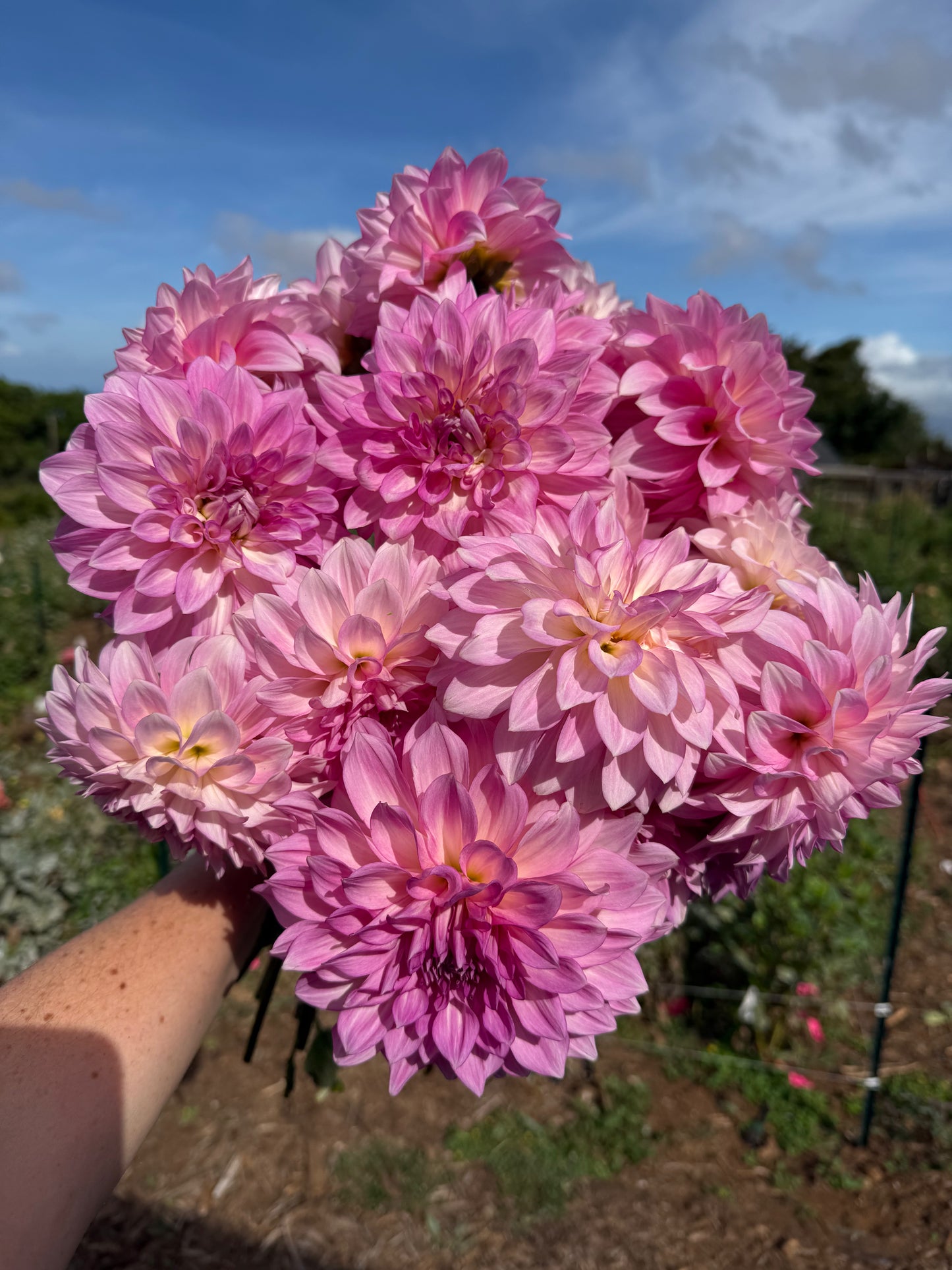 DAHLIA KDF KULA ROSEWATER