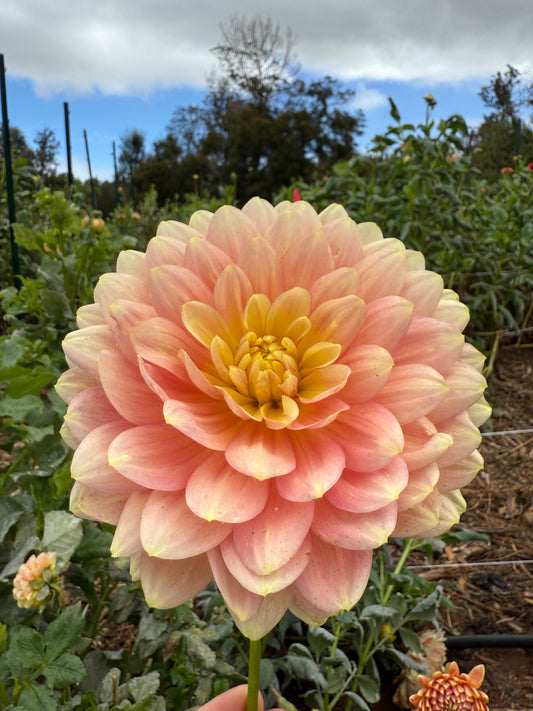DAHLIA HOLLYHILL SCERENITY