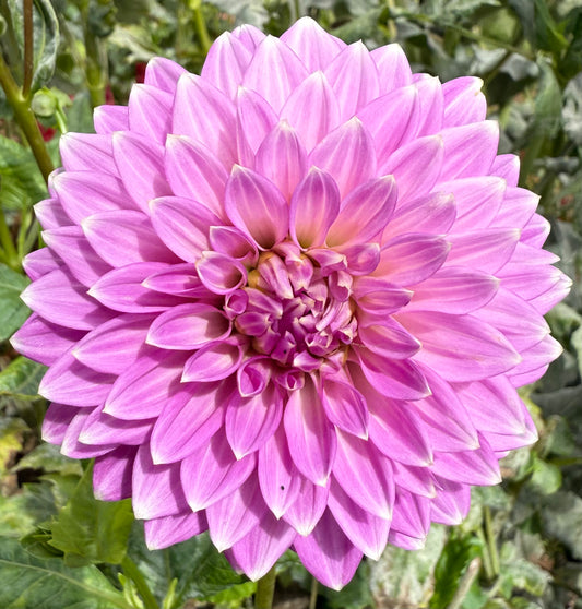 DAHLIA BLOOMQUIST CLEAR DELIGHT