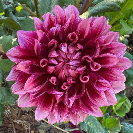 DAHLIA BLOOMQUIST YORK