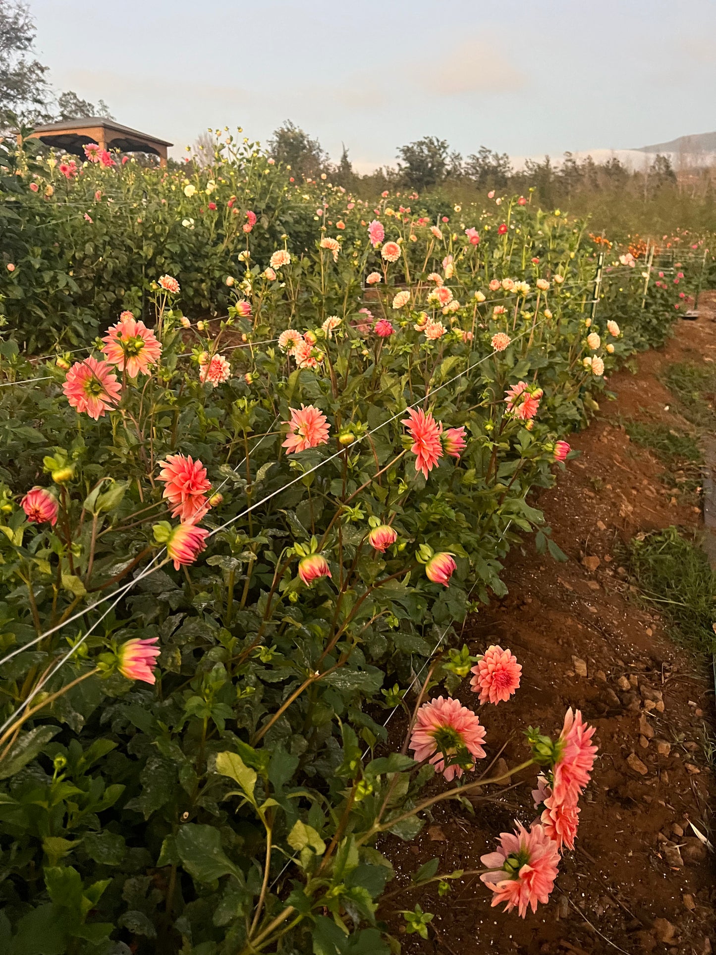 DAHLIA MYSTERY PEACH