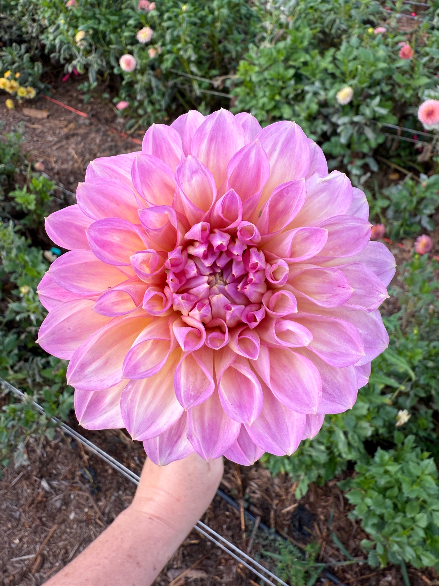 DAHLIA CAMEO PEACH