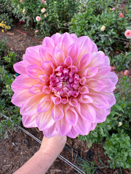 DAHLIA CAMEO PEACH