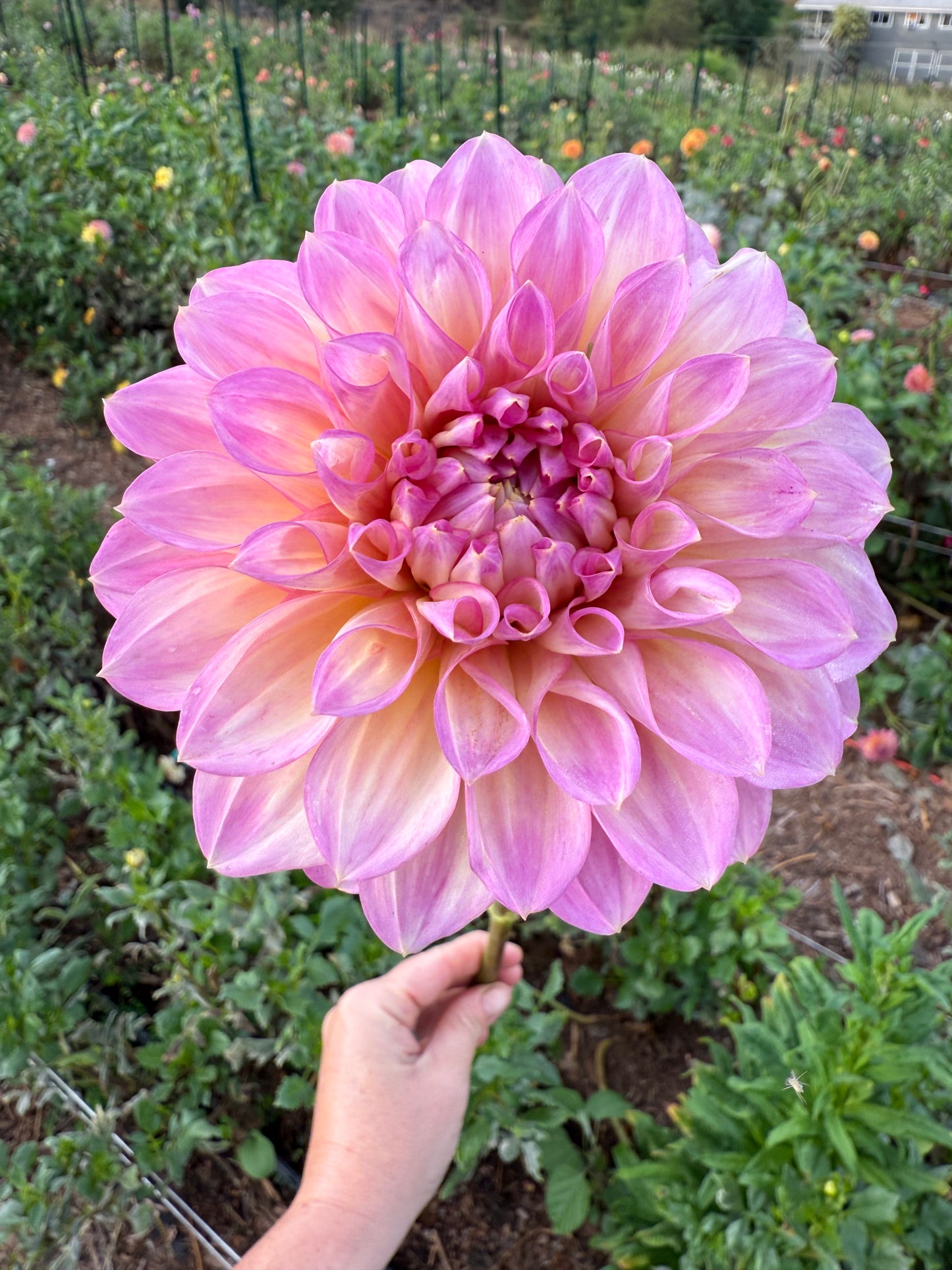 DAHLIA CAMEO PEACH