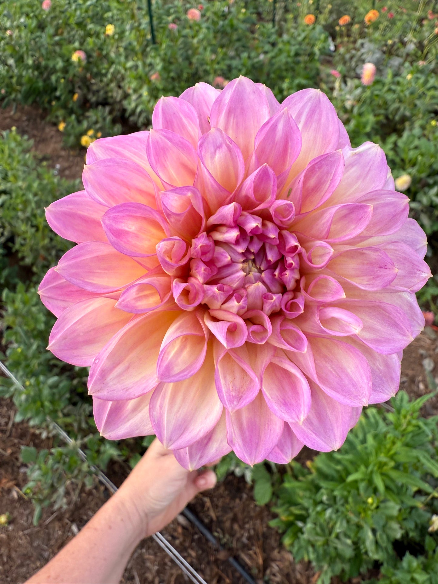 DAHLIA CAMEO PEACH